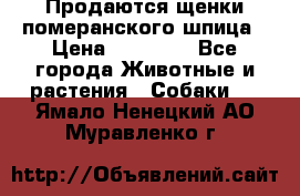 Продаются щенки померанского шпица › Цена ­ 45 000 - Все города Животные и растения » Собаки   . Ямало-Ненецкий АО,Муравленко г.